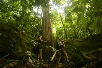 Zapatero tree