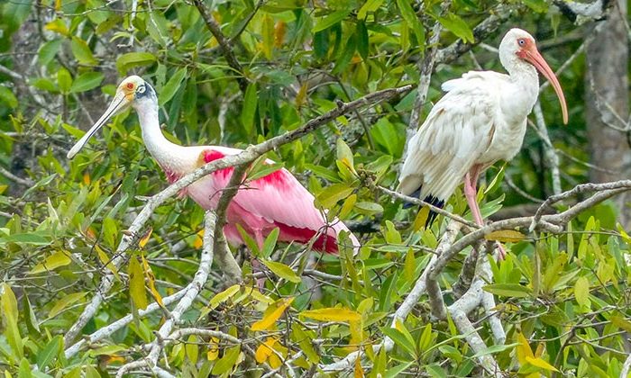 ibis-spoonbill ibis-spoonbill