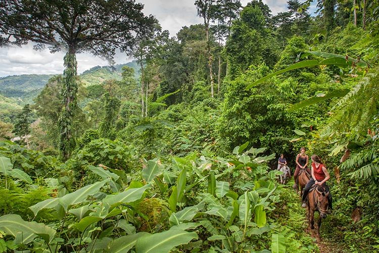 Horsaback riding with Ceiba tree at Rafiki