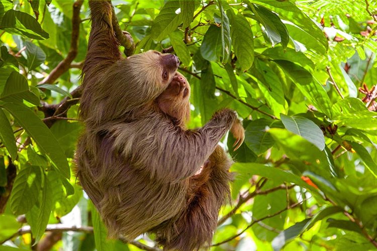 2 toed sloth at Rafiki