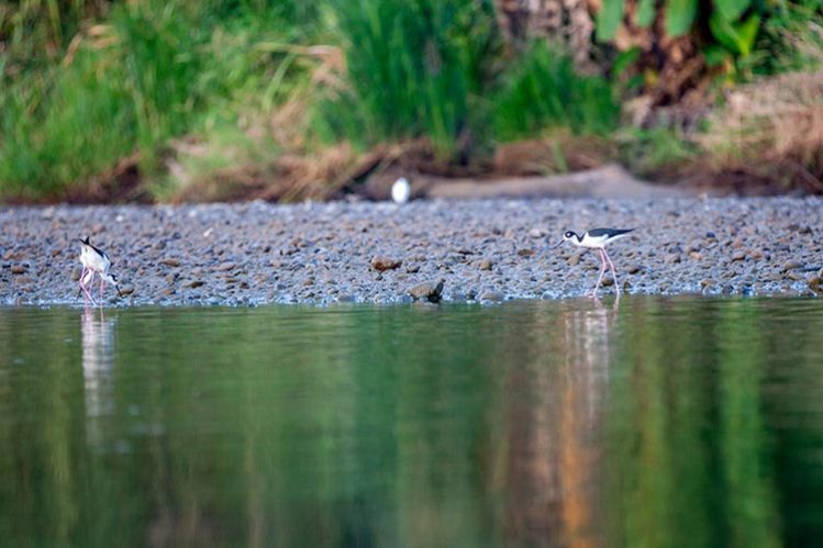 Black necked stilts, Savegre River