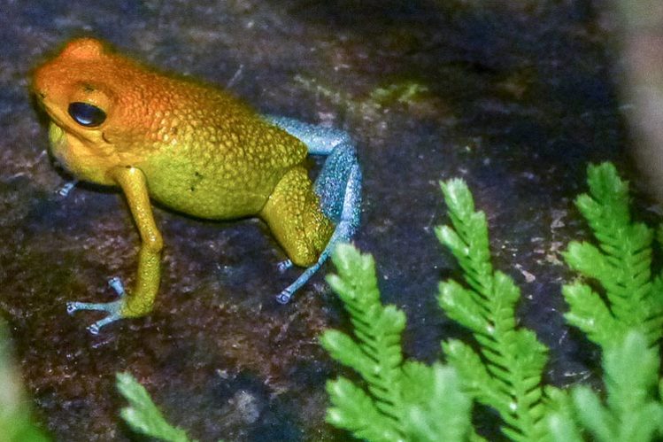 granular poison frog (Oophaga granulifera)