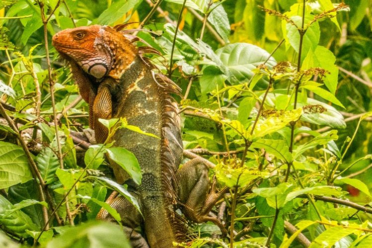 Huge iguana on the trail