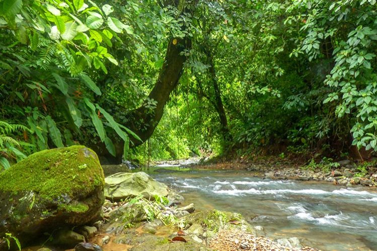 Clean mountain stream near Rafiki