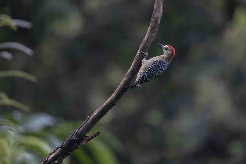 Birding at Rafiki Safari Lodge