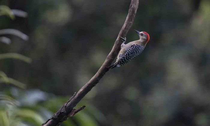 Birding at Rafiki Safari Lodge
