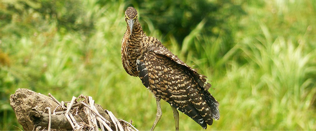 Birding at Rafiki Safari Lodge