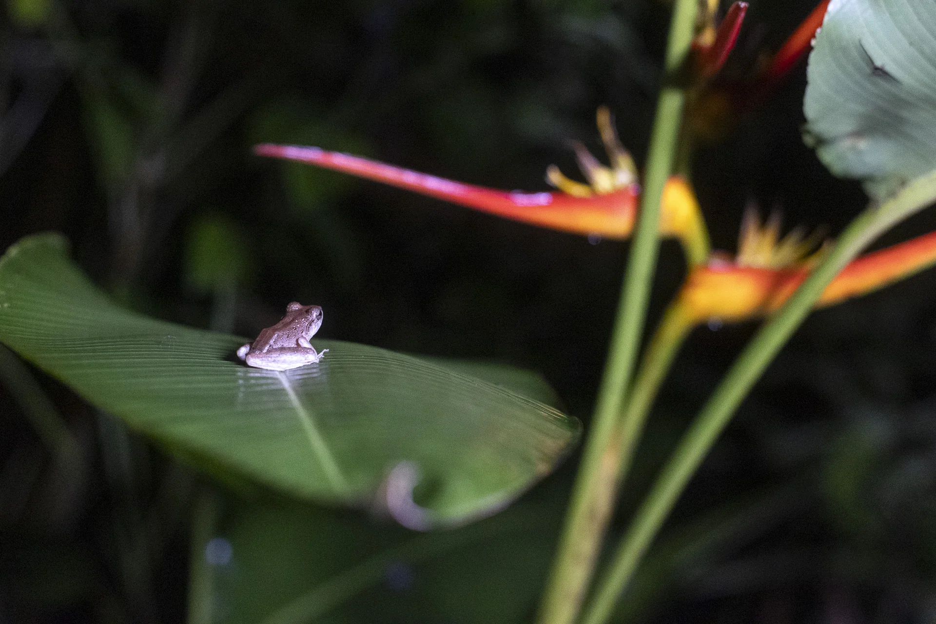 Tree frog on a leaf at night