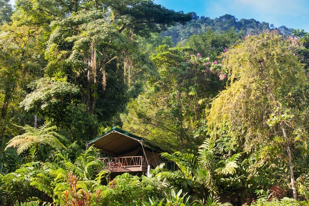 A safari tent hidden in the forest